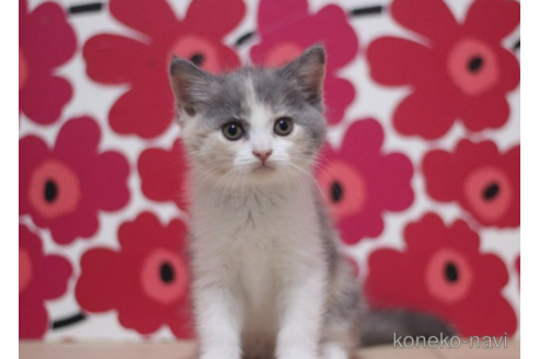 成約済の東京都のスコティッシュフォールド-71211の1枚目